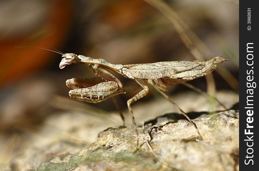 Close up shot of a grizzled mantis in Dry Forest, Puerto Rico. Close up shot of a grizzled mantis in Dry Forest, Puerto Rico