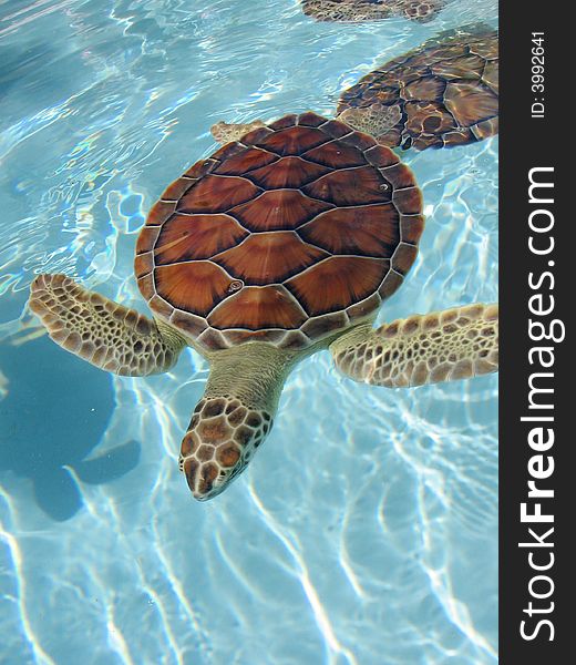 Beautifull sea turtle shot at Riviera Maya Mexico. Beautifull sea turtle shot at Riviera Maya Mexico.
