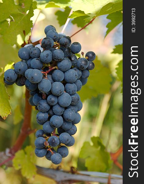 Large bunch of grapes bursting with juice and ready to be picked. Large bunch of grapes bursting with juice and ready to be picked