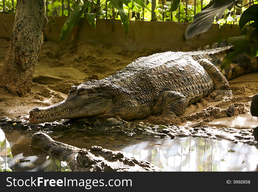 Two crocodiles in the zoo. Two crocodiles in the zoo