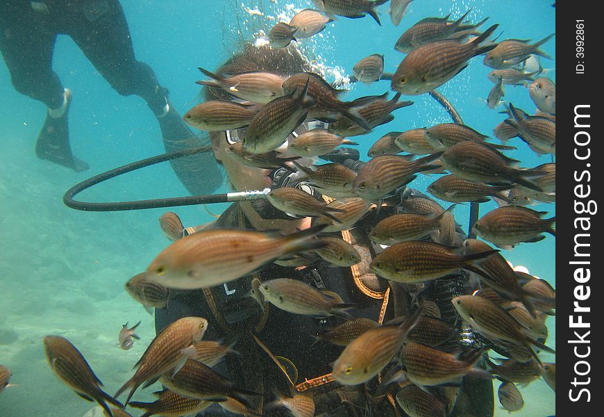 Picture taken on a dive day when feeding the fish. Picture taken on a dive day when feeding the fish