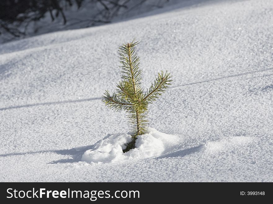 Little pine tree partly covered with snow