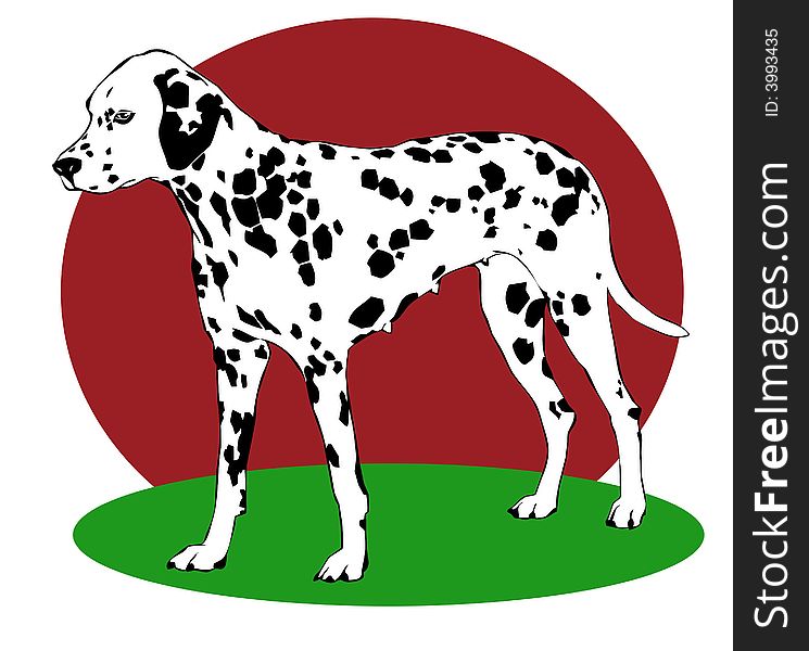 Dalmatian Dog Illustration
