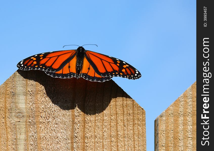 Butterfly On Fence