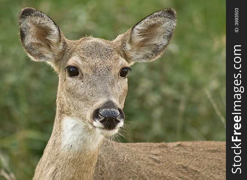 Deer on alert with ears up