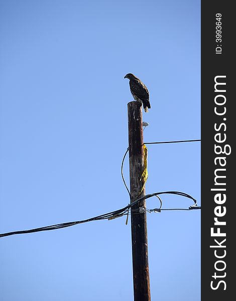 American Bald Eagle on a power pole