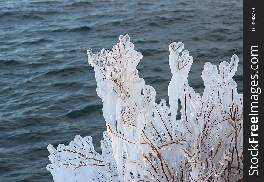 Icy Bush Near Lake Superior