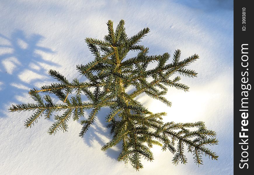 Small spruce tree in snow