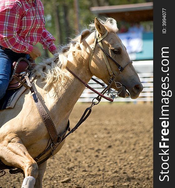 Palomino barrel racer head and shoulder view: Credit line: Becky HErmanson