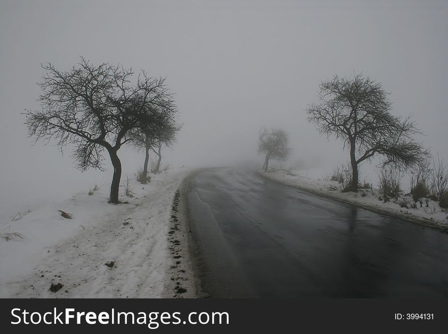Road and trees in winter