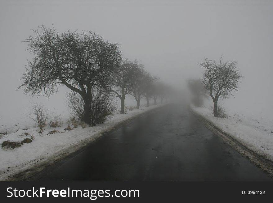 Road and trees in winter. Road and trees in winter