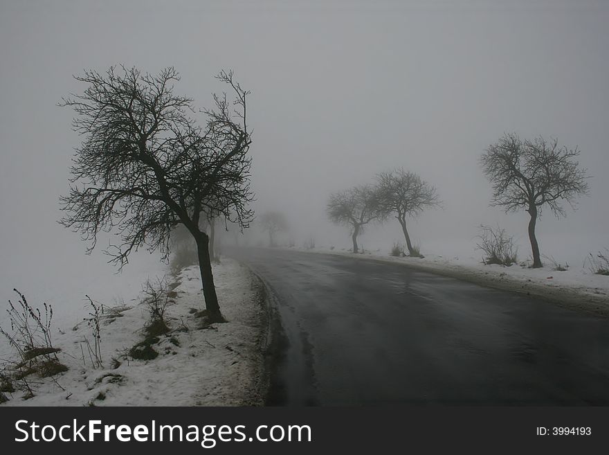 Road and trees in winter. Road and trees in winter