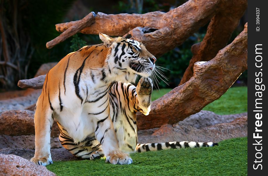 A digital image of a tiger in a zoo in Tenerife. A digital image of a tiger in a zoo in Tenerife.