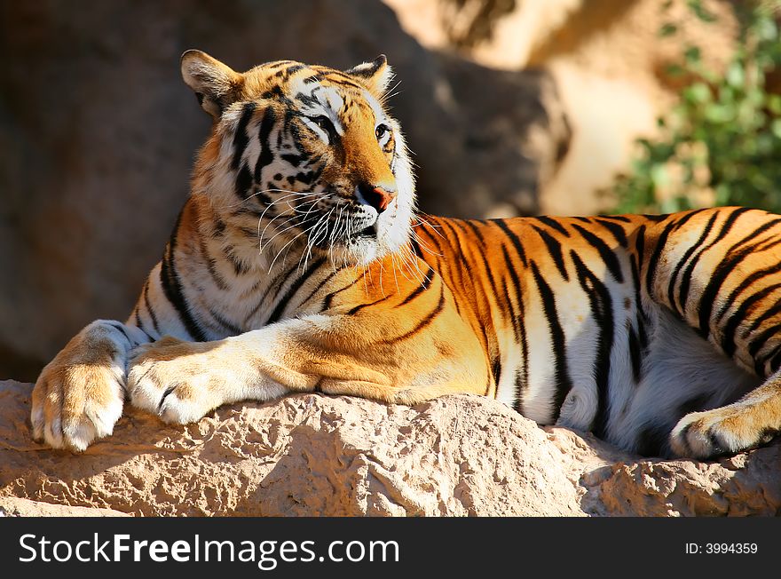 A digital image of a tiger in a zoo in Tenerife.