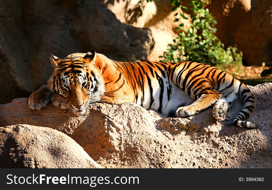 A digital image of a tiger in a zoo in Tenerife. A digital image of a tiger in a zoo in Tenerife.