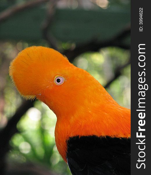 Black and orange exotic bird. Black and orange exotic bird