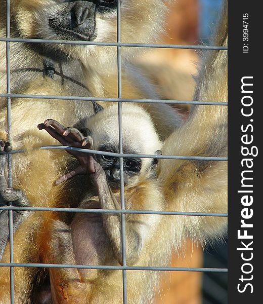 A mother and child monkey behind bars. A mother and child monkey behind bars.