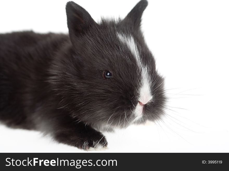 Black bunny looking right, isolated