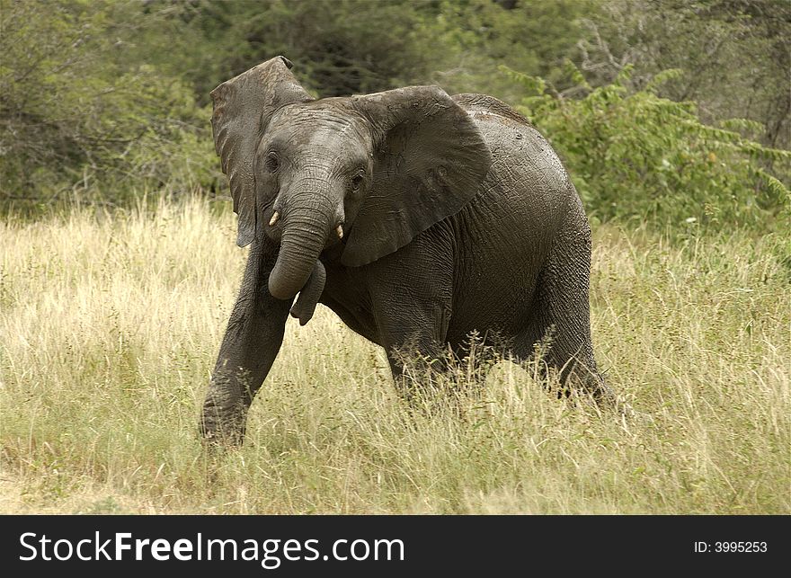 An angry teen elephant in the Kruger National Park, South Africa
