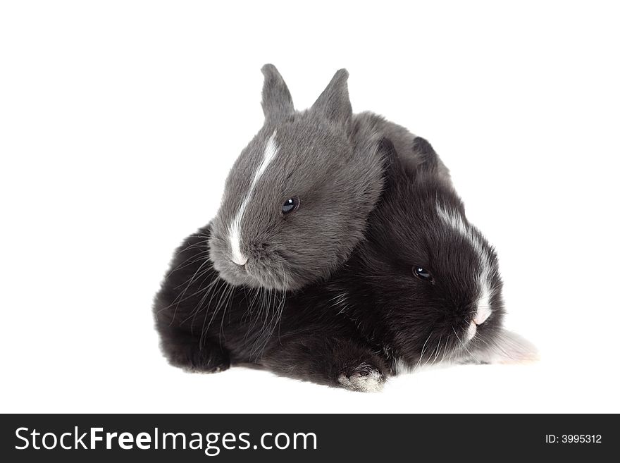 Grey and black bunny, isolated. Grey and black bunny, isolated