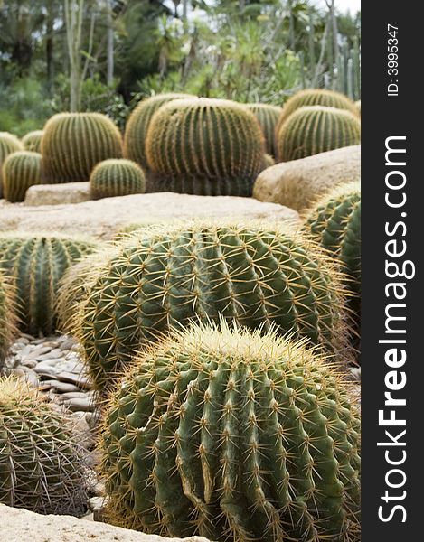 Group of cactuses on the stones