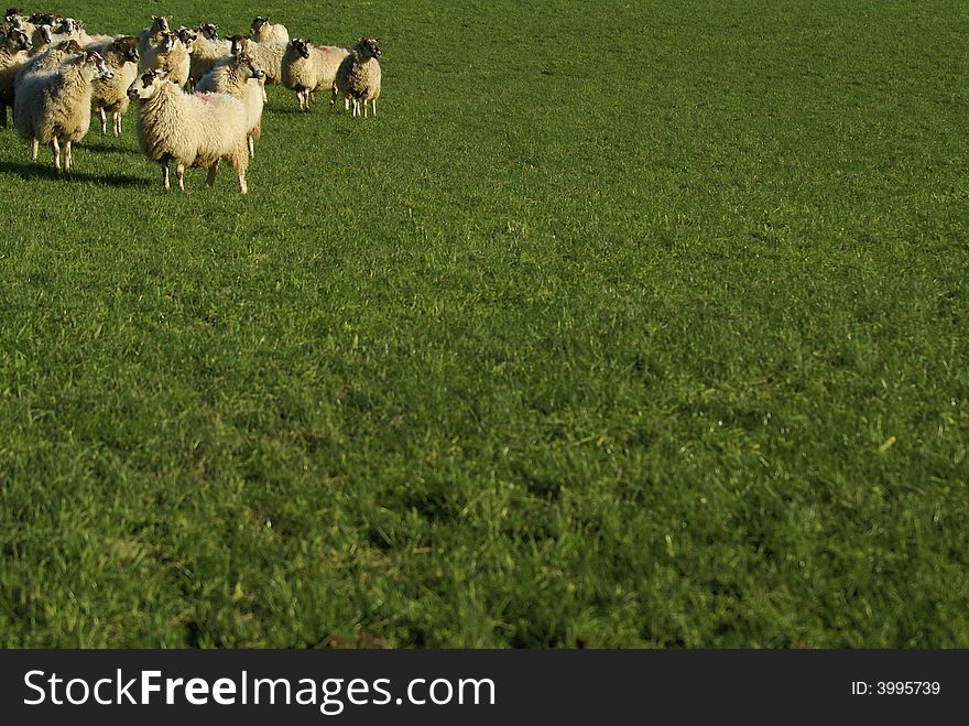Sheep standing in the corner of a feild. Sheep standing in the corner of a feild
