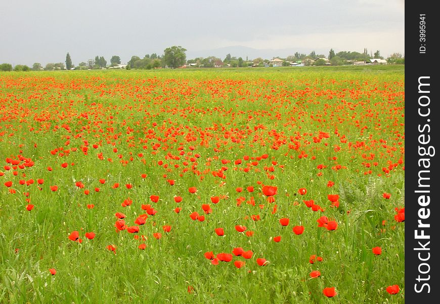 Poppy meadow with rainy clouds and little village at background