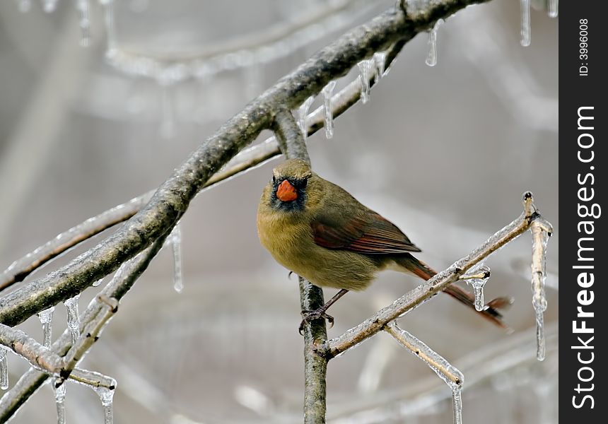 Female cardinal perched on an icy tree branch