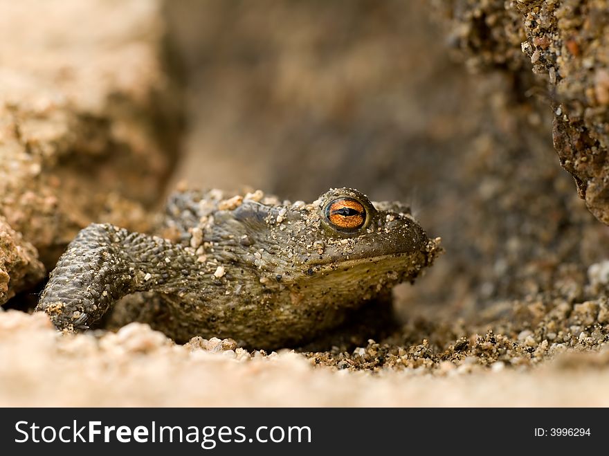 A close up detail of a toad