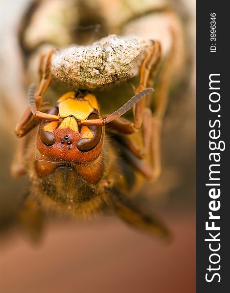 Macro photo of a giant hornet