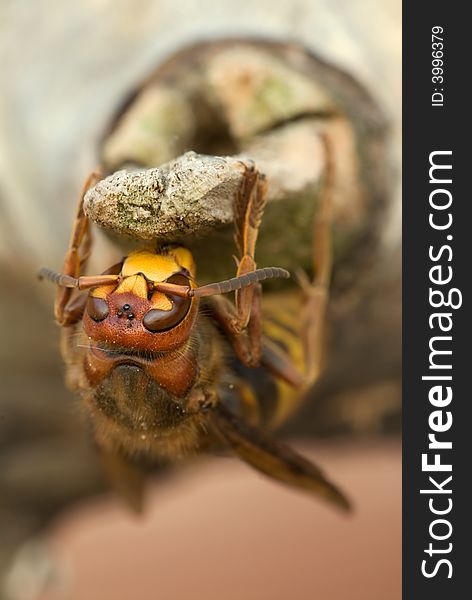 Macro photo of a giant hornet