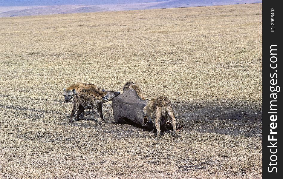 Hyenas devouring a rhinoceros in Amboselli preservation park, Kenya.