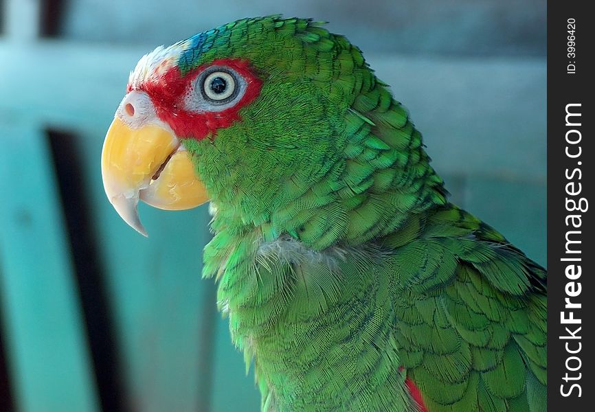 Tropical bird closeup of head