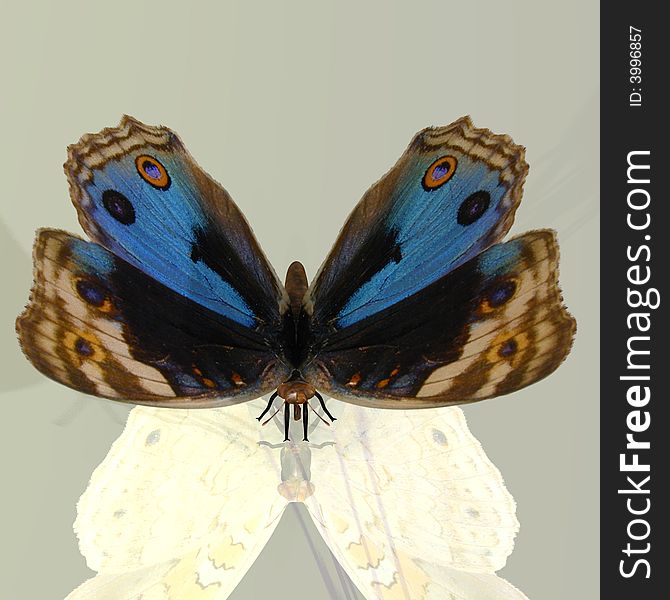 Rendered image of a beautiful butterfly - with Clipping Path. Rendered image of a beautiful butterfly - with Clipping Path