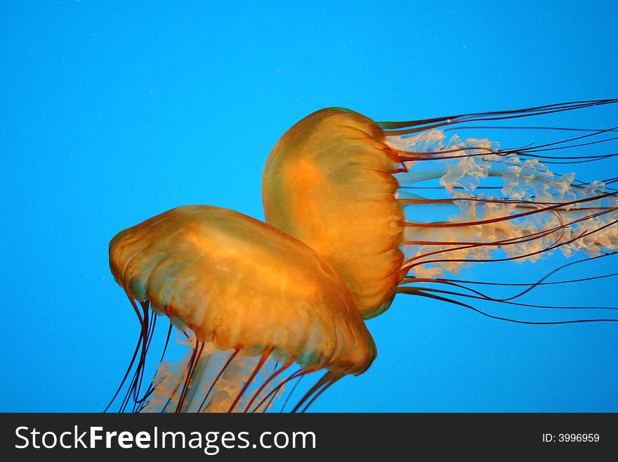 JellyFish Collide