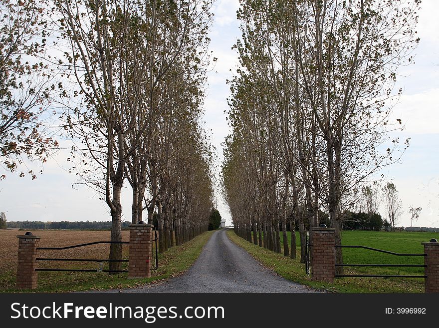 Rows Of Poplar Trees On Driveway