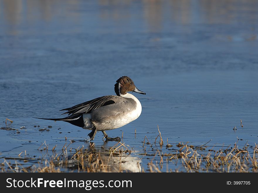 A pintail duck walking on a partially frozen lake in New Mexico. A pintail duck walking on a partially frozen lake in New Mexico.