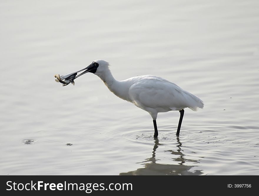 Egret catch fish early morning