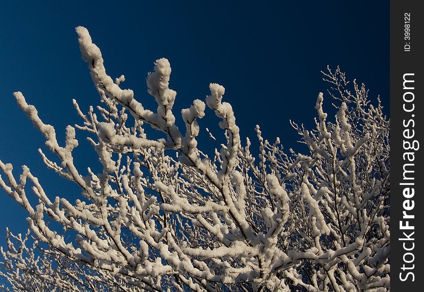 A some snow branch in winter morning.
