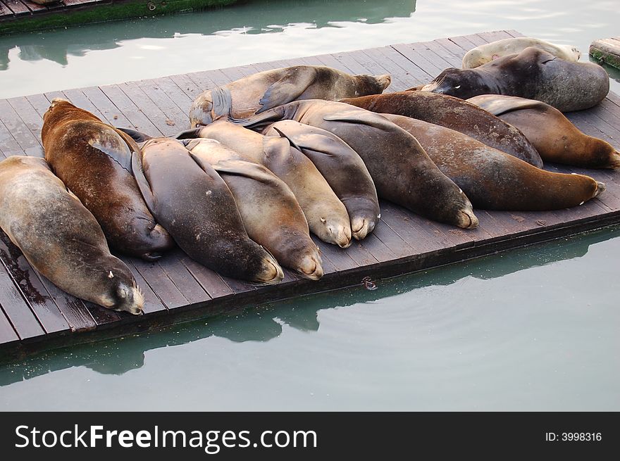 Few seal are sleeping in San Francisco. Few seal are sleeping in San Francisco