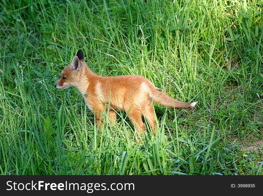 Red Fox ( Vulpes vulpes ). Russia, Voronezh area.