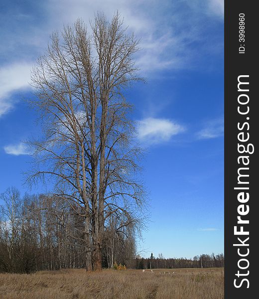 Large, lone cottonwood tree standing in a field. Large, lone cottonwood tree standing in a field.