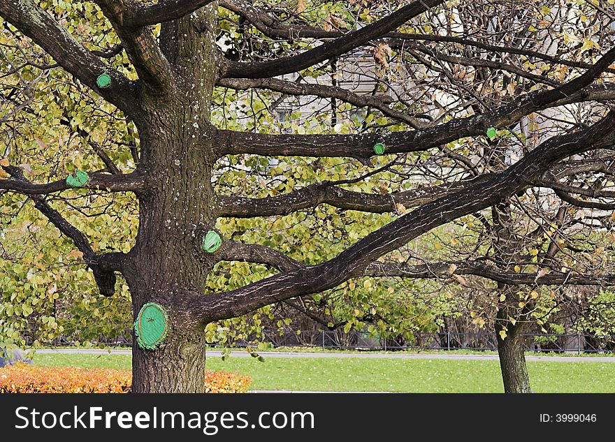 A tree with large branches and bark patches. A tree with large branches and bark patches.