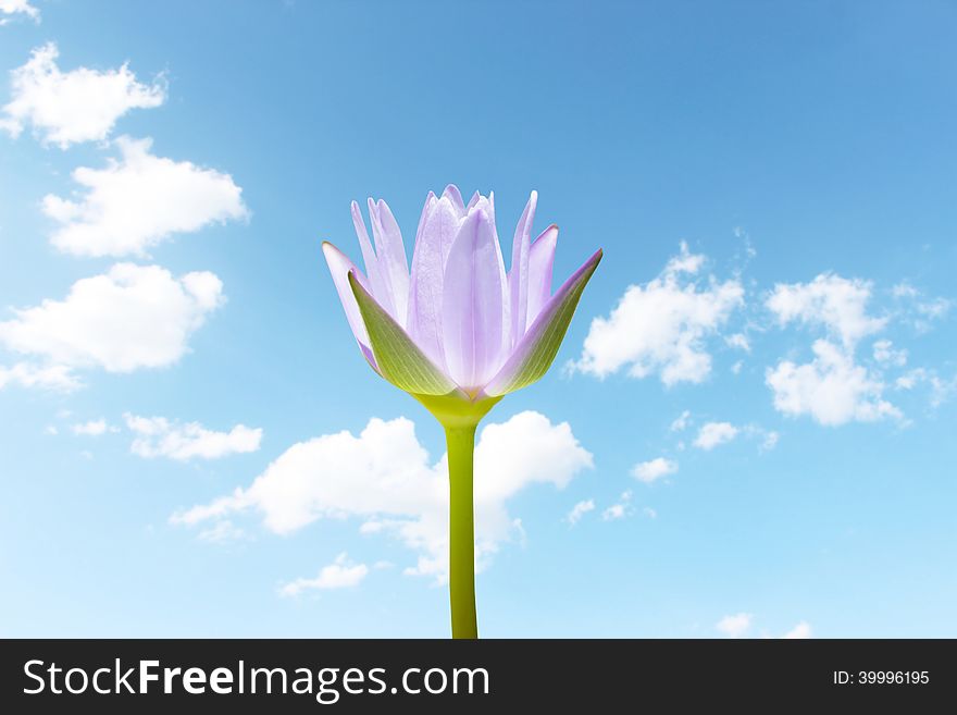 Lotus Flower With Blue Sky Background