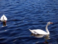 Swans Royalty Free Stock Images