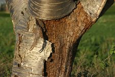 Free Tree Bark Stock Photo - 42370