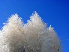 Pampas And The Sky Stock Photo Pampas And The Sky Stock Photo