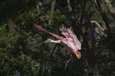 Roseate Spoonbill In Flight Stock Photography Roseate Spoonbill In Flight Stock Photography