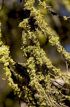 Branches Covered In Moss Royalty Free Stock Photos Branches Covered In Moss Royalty Free Stock Photos