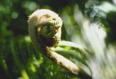 Fiddlehead Royalty Free Stock Images